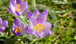 Panoramic macro crocuses in spring