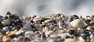 Panoramic macro image of a beach made of shells on the coast of the Black Sea, against the background of blurry bokeh waves