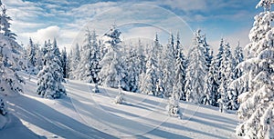 Panoramic morning view of Carpathian mountains with fresh snow covered fir trres.