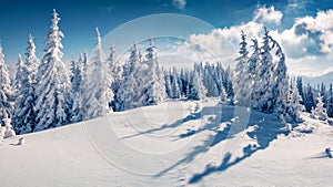 Panoramic morning view of Carpathian mountains with fresh snow covered fir trres.