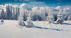 Panoramic morning view of Carpathian mountains with fresh snow covered fir trres.