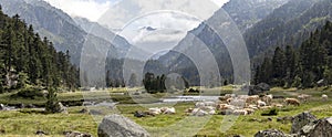 Panorama of Pyrenees mountain landscape with Bearnaise French cow breed of domestic beef cattle on the alpine meadow in France photo