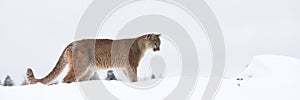 Panoramic of mountain lion