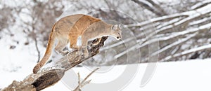 Panoramic mountain lion