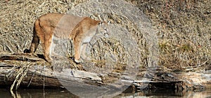 Panoramic of mountain lion on log
