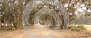 Panoramic of a native tree lined empty rural road leading through farm land into the distant horizon, country Victoria, Australia