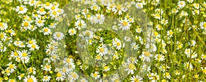 field of white daisies. The concept of treatment by natural means