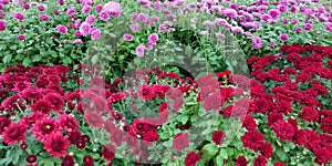 Panoramic Nature Beautiful Wallpaper of chrysanthemum flowers