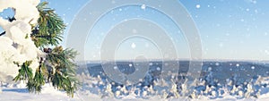 Panoramic Nature Winter snow landscape  background with snowy frozen pine tree, pine cone, blue sky and snowflakes