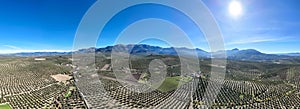 Panoramic Olive Grove Landscape with Mountains