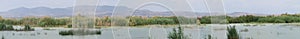 Panoramic of one of the lagoons full of birds in the El Hondo natural park photo