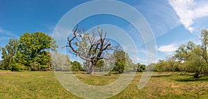 Panoramic over forests with an old dead and dry tree near Magdeburg, Germany