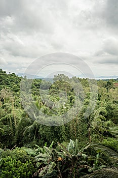 Panoramic overlooking view of green tropical vegetation
