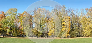 Panoramic park landscape. autumnal trees with vibrant yellow and orange foliage on blue sky background