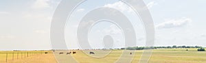 Panoramic pasture raised cows grazing grass on ranch with wire fence in Waxahachie, Texas, USA