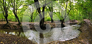 Panoramic photo of Autumn Epping Forest Trees and rever in Chingford London