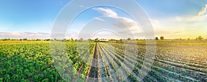 Panoramic photo of a beautiful agricultural view with pepper and leek plantations. Agriculture and farming. Agribusiness. Agro photo