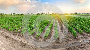 Panoramic photo of a beautiful agricultural view with pepper plantations. Agriculture and farming. Agribusiness. Agro industry.