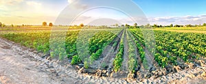 Panoramic photo of a beautiful agricultural view with pepper plantations. Agriculture and farming. Agribusiness. Agro industry. photo