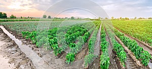 Panoramic photo of a beautiful agricultural view with pepper plantations. Agriculture and farming. Agribusiness. Agro industry. photo