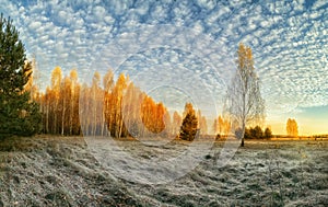 Panoramic photo of a beautiful autumn morning in the forest.  golden birches in the sunny dawn sun and grass in hoa