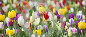 Panoramic photo of beautiful bright colorful multicolored yellow, white, red, purple, pink tulips on a large flower-bed in the