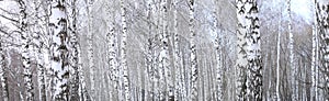 Panoramic photo of beautiful scene with birches in autumn birch forest in november