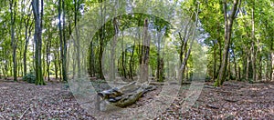 Panoramic photo of the beautiful Speulderbos with the dancing trees near Putten