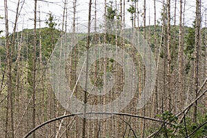Panoramic photo of a deceased German forest in summer.