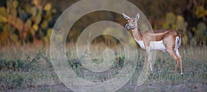 Panoramic photo of female blackbuck photo