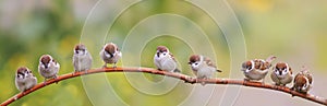 Panoramic photo with a flock of funny birds and Chicks sparrows sit on a branch in a summer Sunny garden and chirp photo