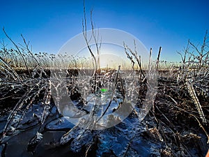panoramic photo of the grass in the ice at sunset