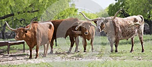 Panoramic photo of a group of Texas Longhorns photo