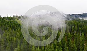 Panoramic photo over the tops of pine or fir forest with small clouds. Aerial top view forest. Misty foggy mountain landscape with