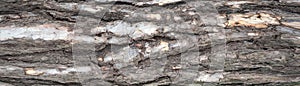 Panoramic photo of relief texture of the bark of pine.