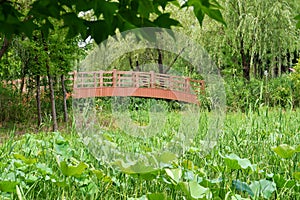 A small wooden bridge over a river in the wild and plants on the shore