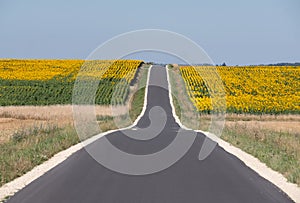 Panoramic photo of sunflower fields in the distance, with road dissecting, near Chenonceaux in the Loire Valley, France.