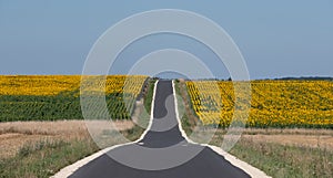 Panoramic photo of sunflower fields in the distance, with road dissecting, near Chenonceaux in the Loire Valley, France.