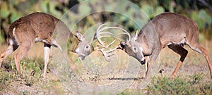 Panoramic photo of two whitetail bucks fighting