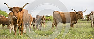 Panoramic photograph of longhorn cattle