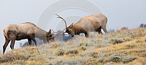 Panoramic photograph of two bull elk fighting