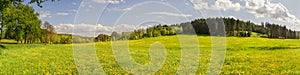 Panoramic photography of Dandelion field with Pine tree forest b