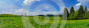 Panoramic photography of wide Dandelion field under blue sky and