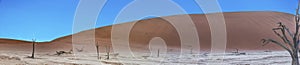 Panoramic picture of the Deadvlei salt pan in the Namib Desert with dead trees in front of red sand dunes in the morning light