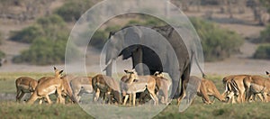 Panoramic Picture of a herd of grant's gazelles and elephant photo