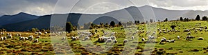 Panoramic picture from a herd in the mountain photo