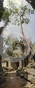 Panoramic picture of a massive tree root growing on the famous monument – Ta Prohm Temple