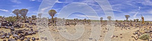 Panoramic picture of a quiver tree in the quiver tree forest near Keetmanshoop in southern Namibia