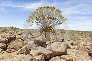 Panoramic picture of a quiver tree in the quiver tree forest near Keetmanshoop in southern Namibia