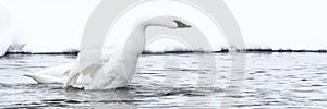 Panoramic picture of a strutting trumpeter swan photo
